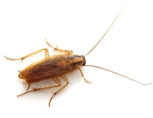 ¿Por qué es tan adaptable la cucaracha alemana